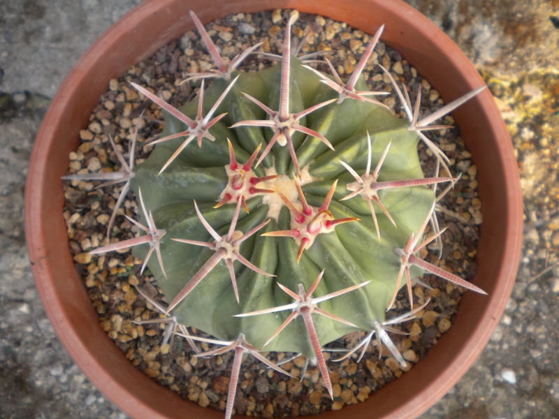 Echinocactus texensis CH 569