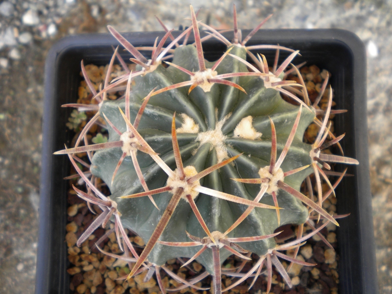 Echinocactus texensis LZ 303