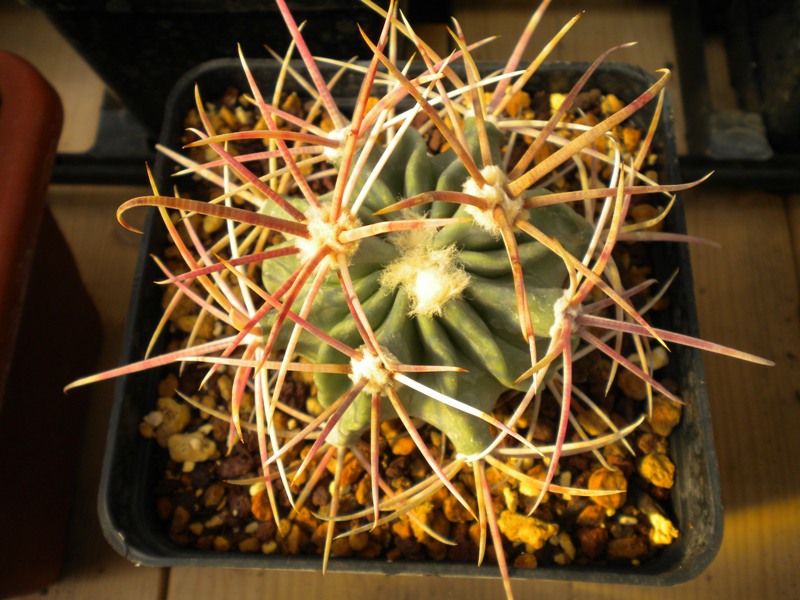 Echinocactus parryi L 1372