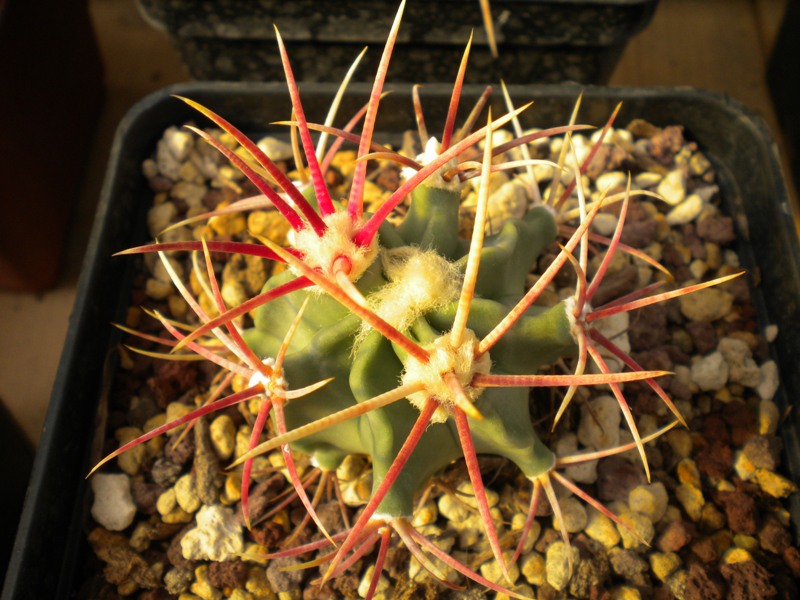 Echinocactus parryi SB 59