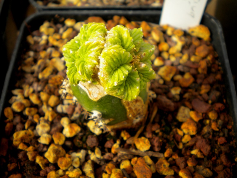 Aztekium ritteri 