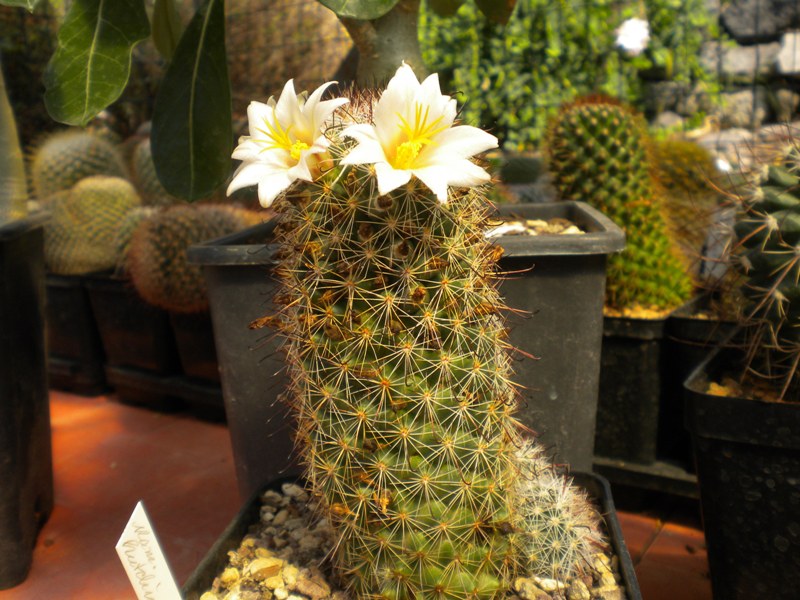 Mammillaria bullardiana REP 2194