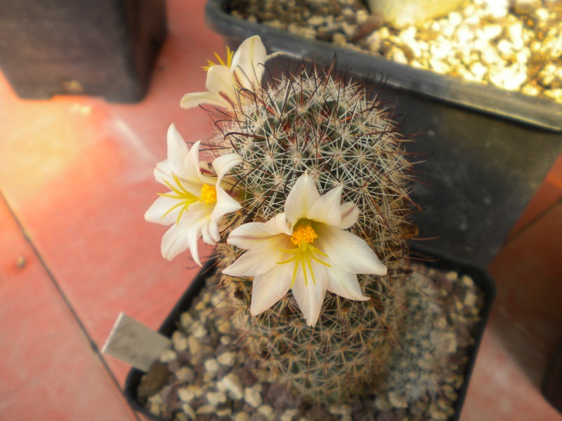 Mammillaria bullardiana REP 2194