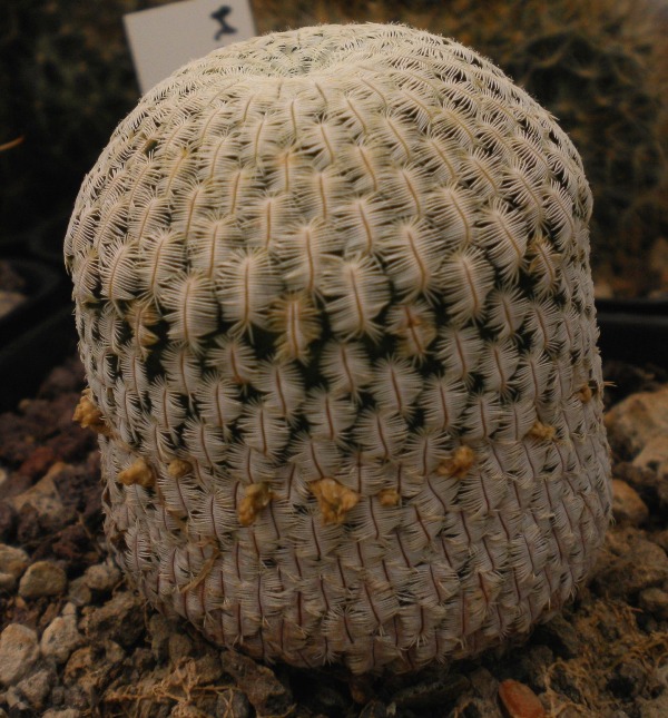 Mammillaria pectinifera 