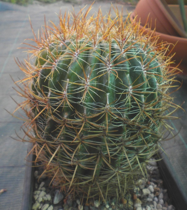 Ferocactus viridescens ssp. littoralis LAU 1253