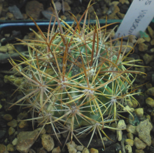 Ferocactus viridescens ssp. littoralis 