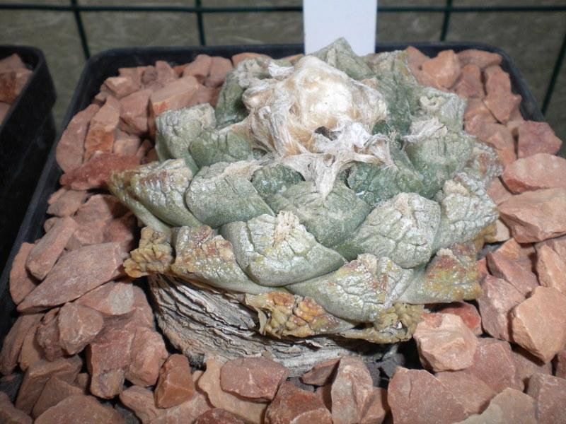 Ariocarpus fissuratus ISI 349