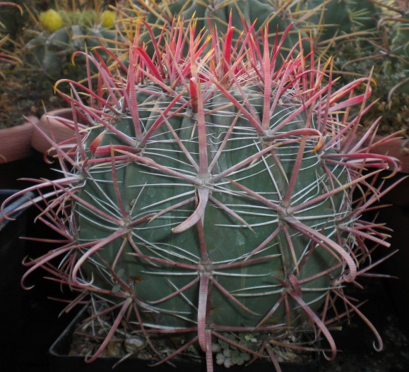 Ferocactus acanthodes v. tortulispinus 