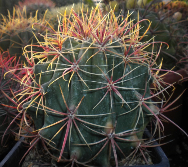 ferocactus cylindraceus ssp. lecontei