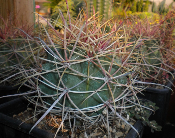 Ferocactus cylindraceus ssp. eastwoodiae 