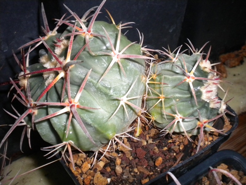 Echinocactus texensis 