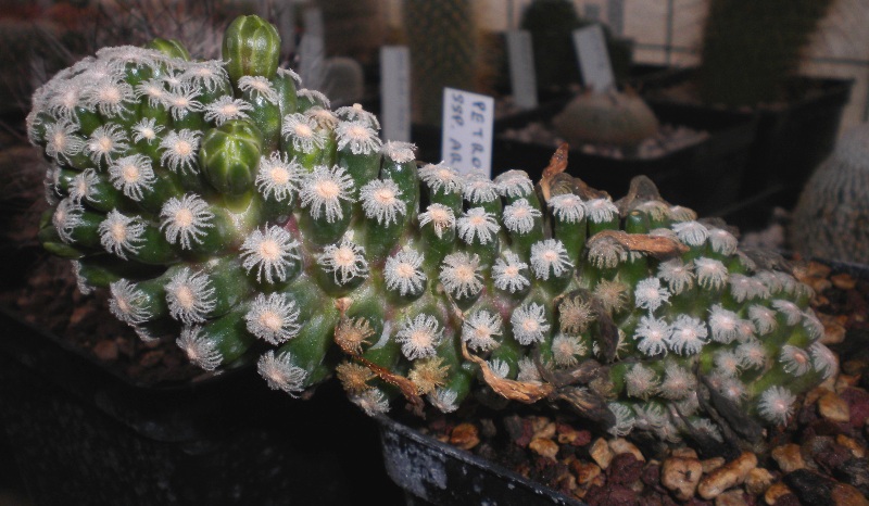 Mammillaria theresae LAU 639