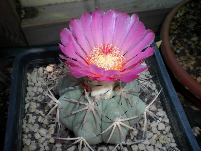 Echinocactus horizonthalonius GM 34