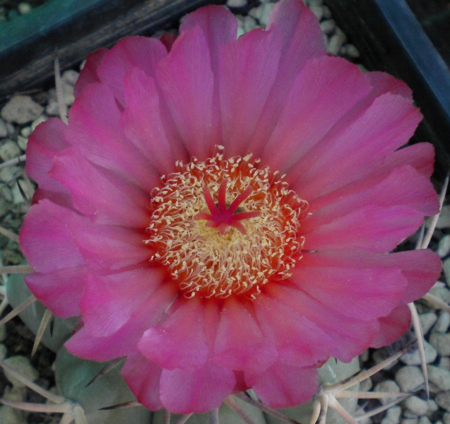 Echinocactus horizonthalonius GM 34