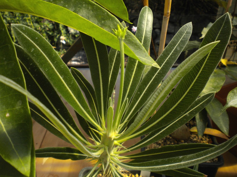 Pachypodium rosulatum 