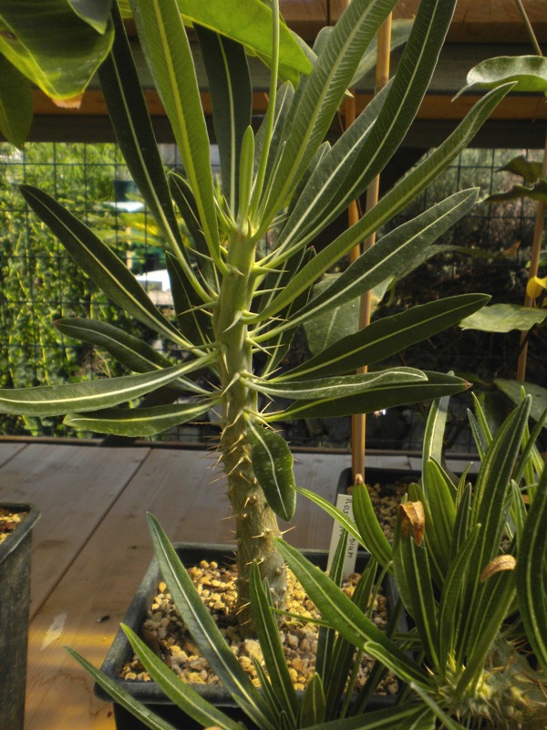 Pachypodium rosulatum 