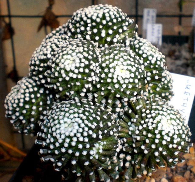 Mammillaria luethyi 