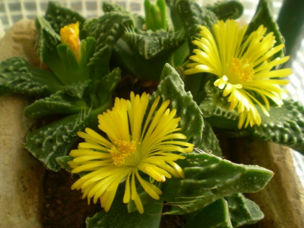 Faucaria tuberculosa 