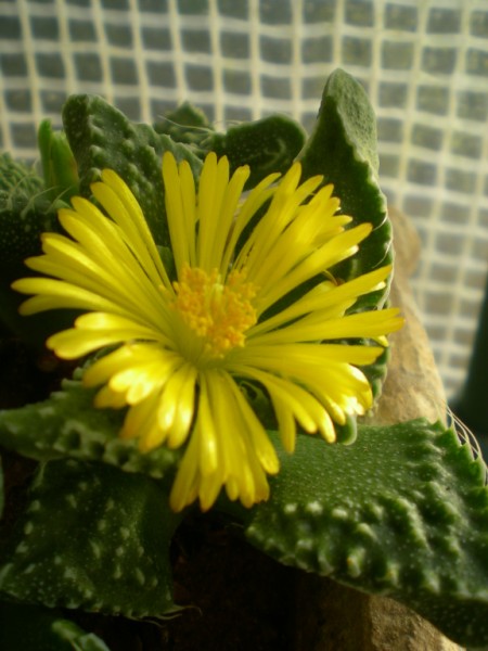 Faucaria tuberculosa 