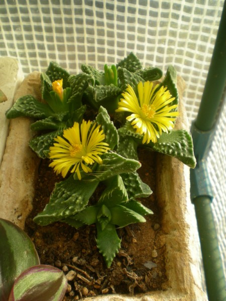 faucaria tuberculosa 