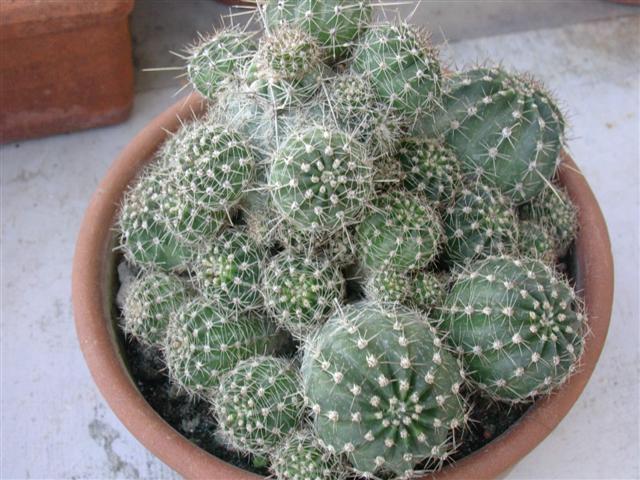 Echinocereus pulchellus var. weinbergii 