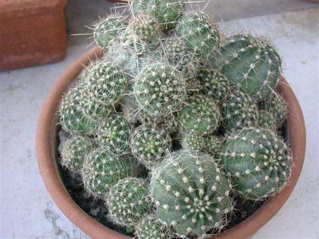 Echinocereus  pulchellus 