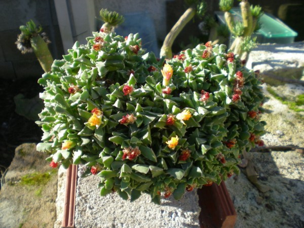 Faucaria tigrina 