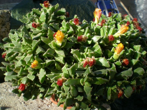 Faucaria tigrina 