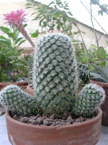 Mammillaria bombycina 