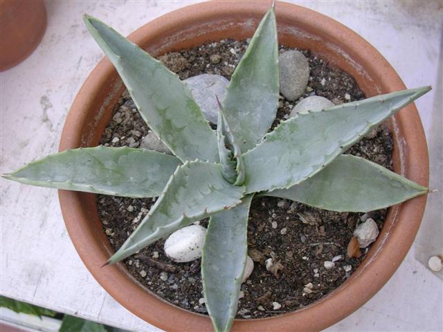 Agave parryi 