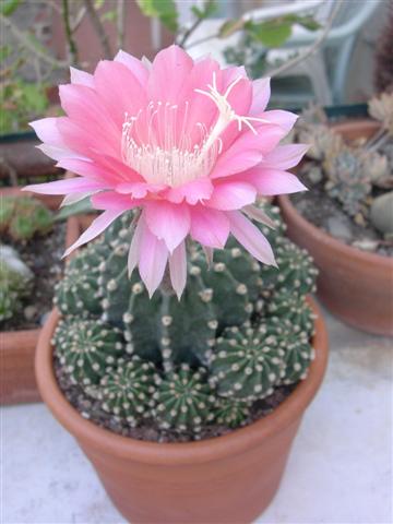 echinopsis hybrida