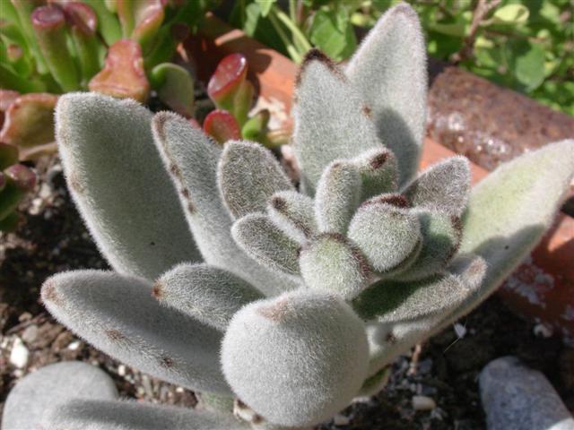 Kalanchoe tomentosa 