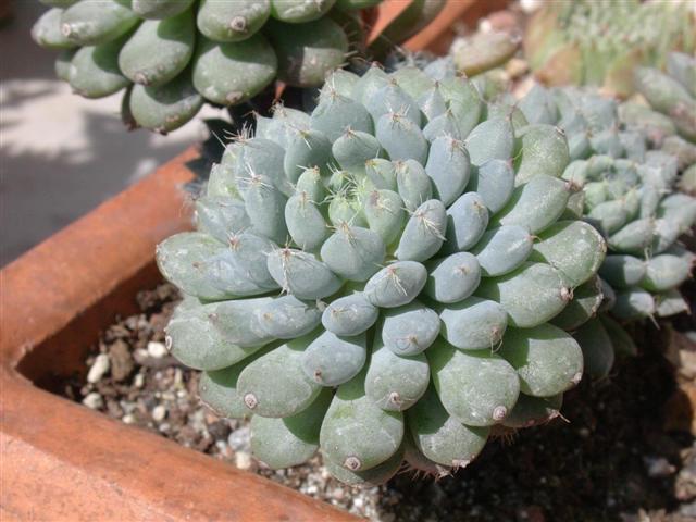 Echeveria setosa cv. rundellii 