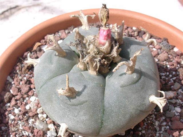 lophophora williamsii 