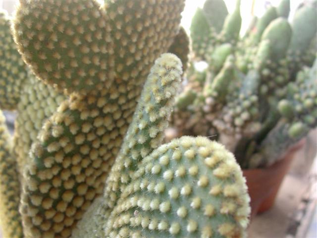 Opuntia microdasys 