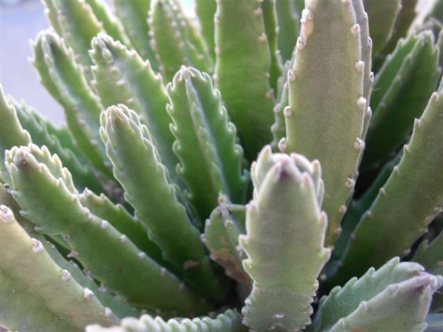 Stapelia grandiflora 