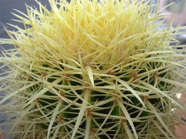 Echinocactus grusonii 