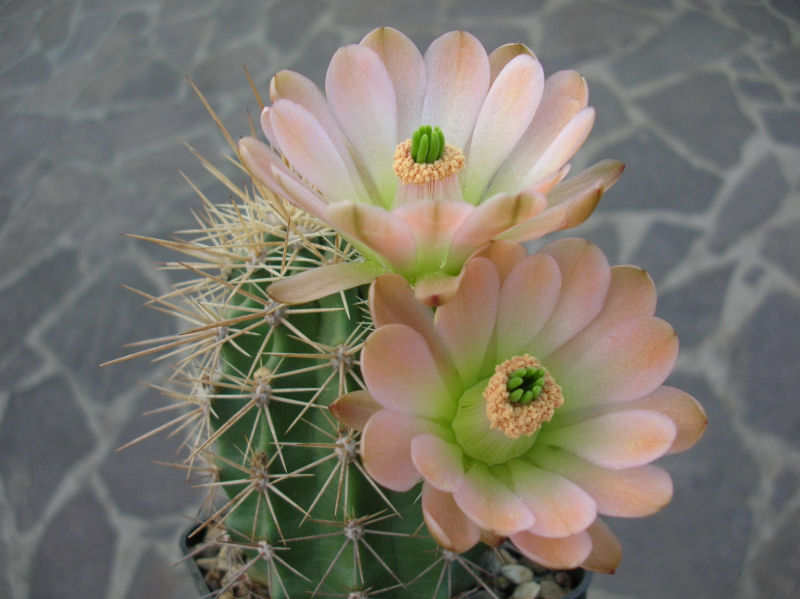 Echinocereus coccineus ssp. rosei SB 236