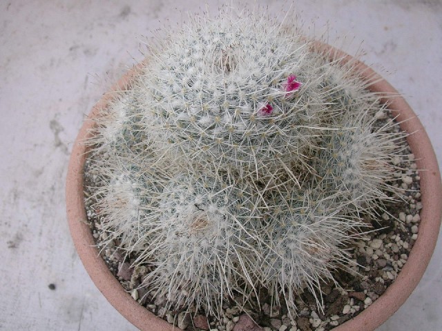 Mammillaria geminispina 