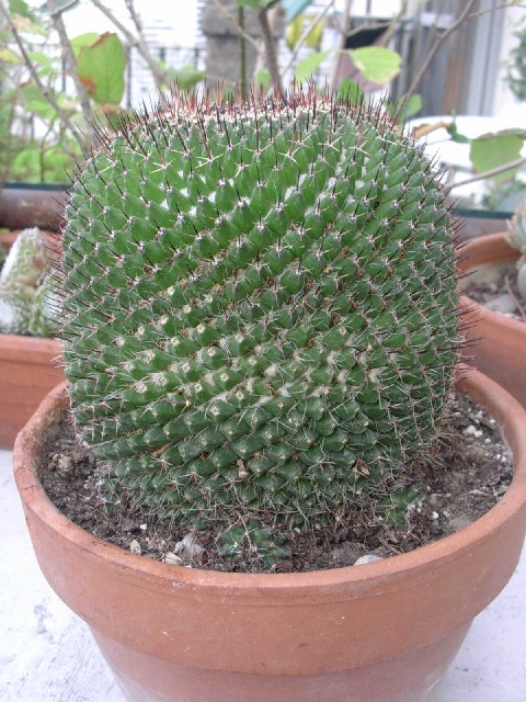 Mammillaria mystax 