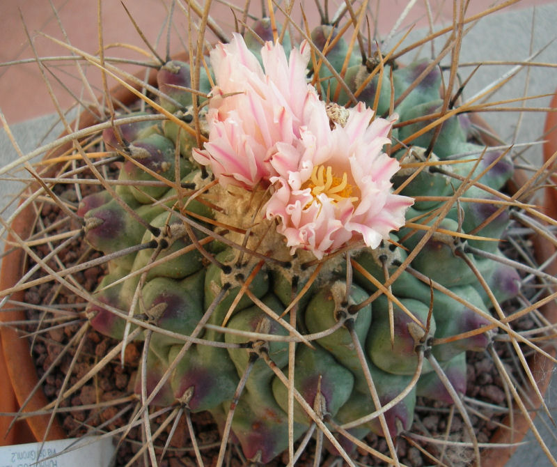 Thelocactus rinconensis SB 301