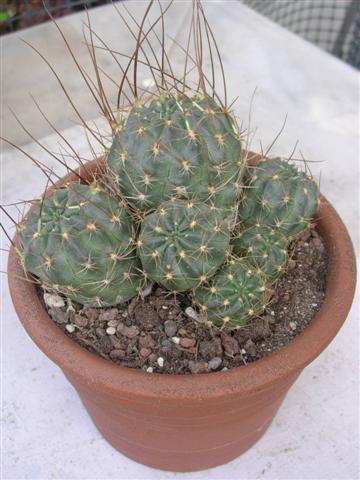 Lobivia wrightiana 