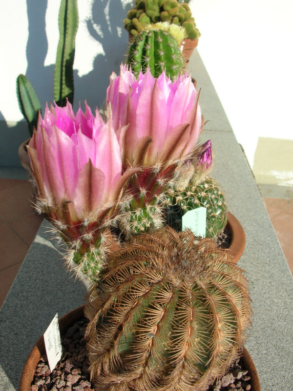 Echinocereus  reichenbachii BW 198