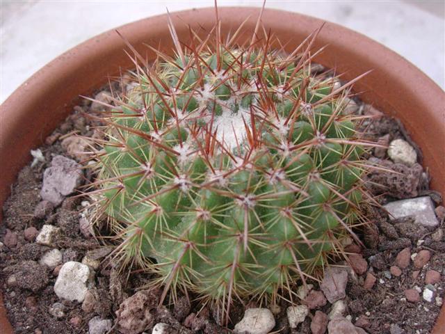 Parodia roseolutea 