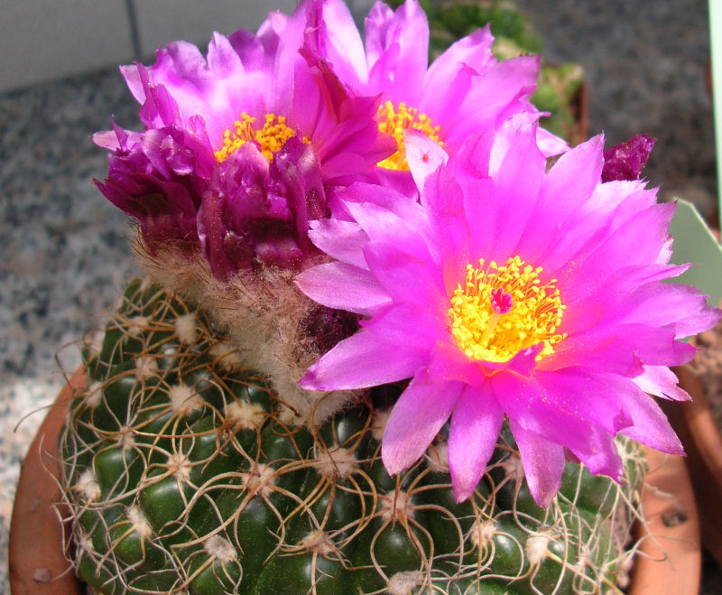 Notocactus uebelmannianus 