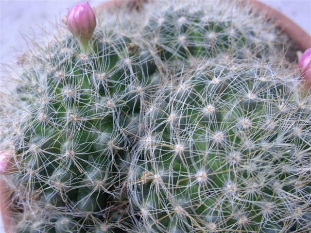 Mammillaria zeilmanniana 