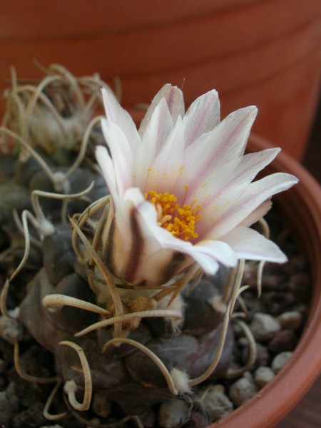 Turbinicarpus macrochele ssp. frailensis 