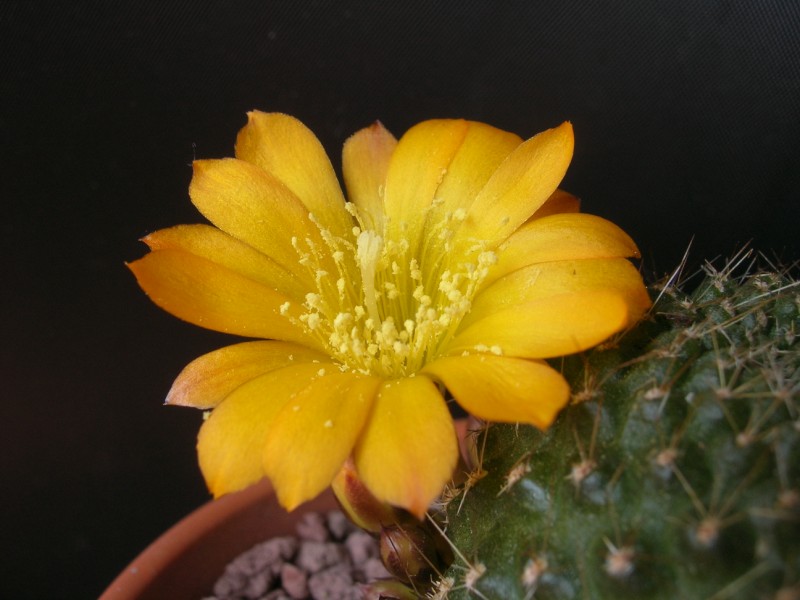 Rebutia marsoneri 