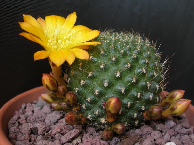 Rebutia marsoneri 