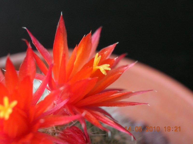 Parodia haselbergii 